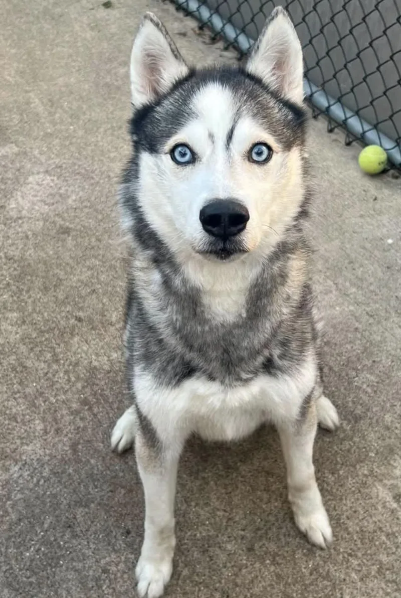 Balto
