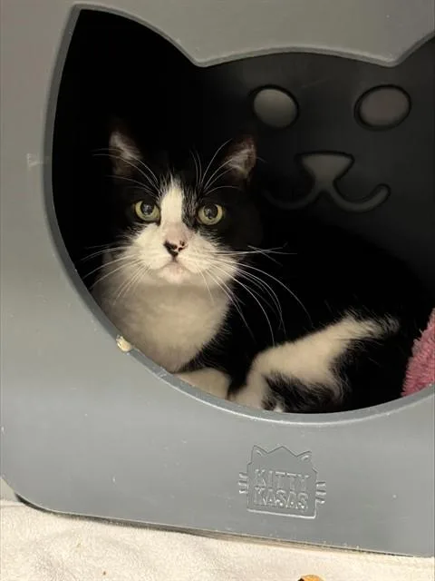 An adult medium-sized female Domestic Short Hair cat named Catmelia for adoption in Leesburg, VA