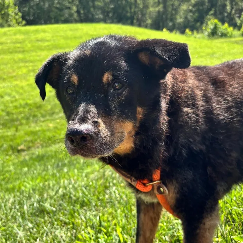A senior medium-sized female Black Shepherd dog named Elsie for adoption in Nashville, IN