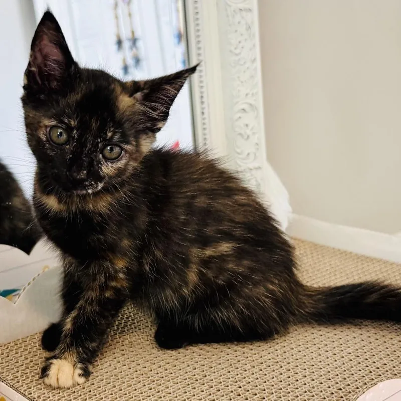 A baby small-sized female Orange / Red Domestic Short Hair cat named Candidia for adoption in Franklin, TN