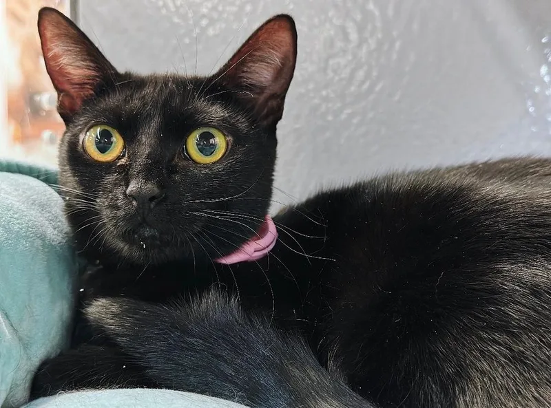 A young small-sized female Domestic Short Hair cat named Shadow for adoption in Deland, FL
