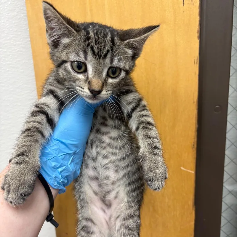 A baby small-sized female Black Domestic Short Hair cat named Nadine for adoption in Columbiana, AL