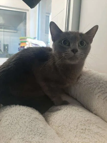 An adult medium-sized female Domestic Short Hair cat named Harper for adoption in Gastonia, NC