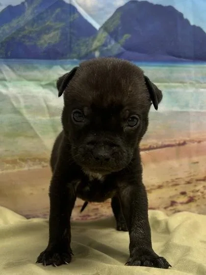 A baby small-sized male Terrier dog named Fabian for adoption in San Antonio, TX