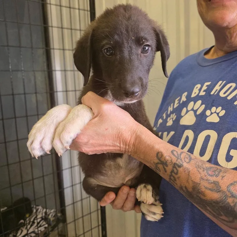A baby small-sized male Black Mixed Breed dog named Perseus for adoption in Buffalo, MN
