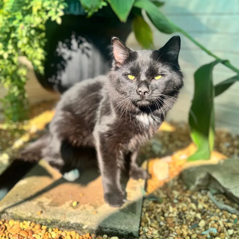 An adult medium-sized male Black Domestic Medium Hair cat named Maverick for adoption in Brownsboro, AL