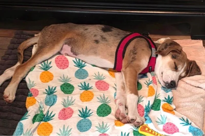 A baby medium-sized male Golden Hound dog named Scout for adoption in Lexington, MA