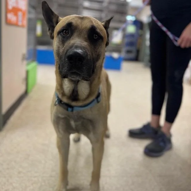 An adult large-sized male Shepherd dog named Step for adoption in Bullhead City, AZ