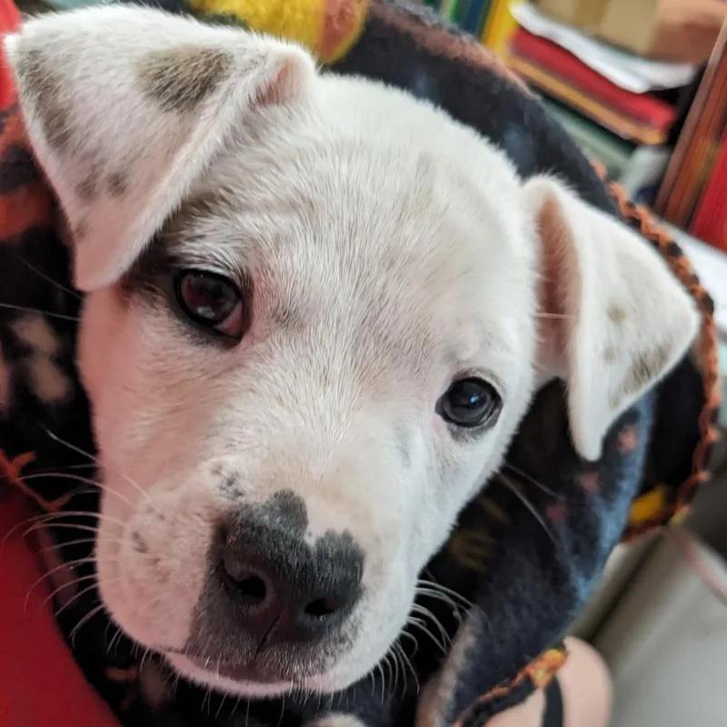 A baby medium-sized male Pit Bull Terrier dog named Johnny PR for adoption in Union, MO