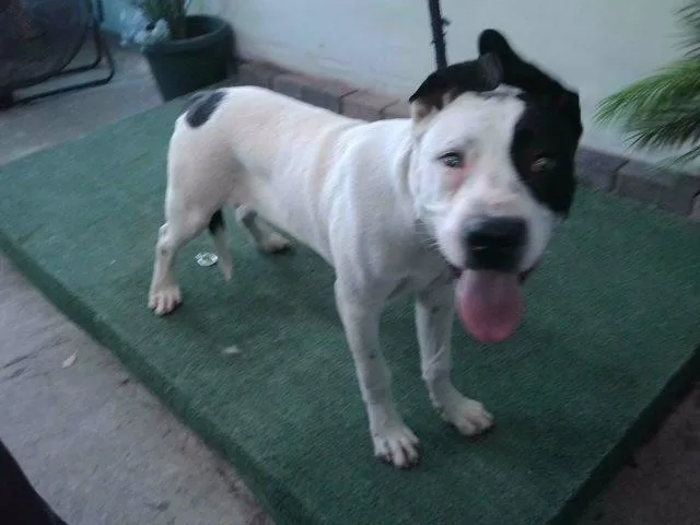 A young large-sized male Pit Bull Terrier dog named Billie for adoption in Baldwin Park, CA