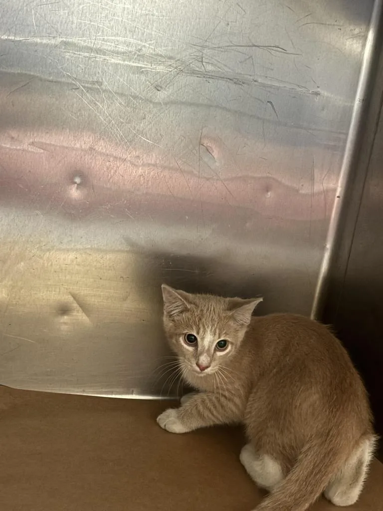 A young small-sized male Domestic Short Hair cat named Dillon for adoption in Cartersville , GA