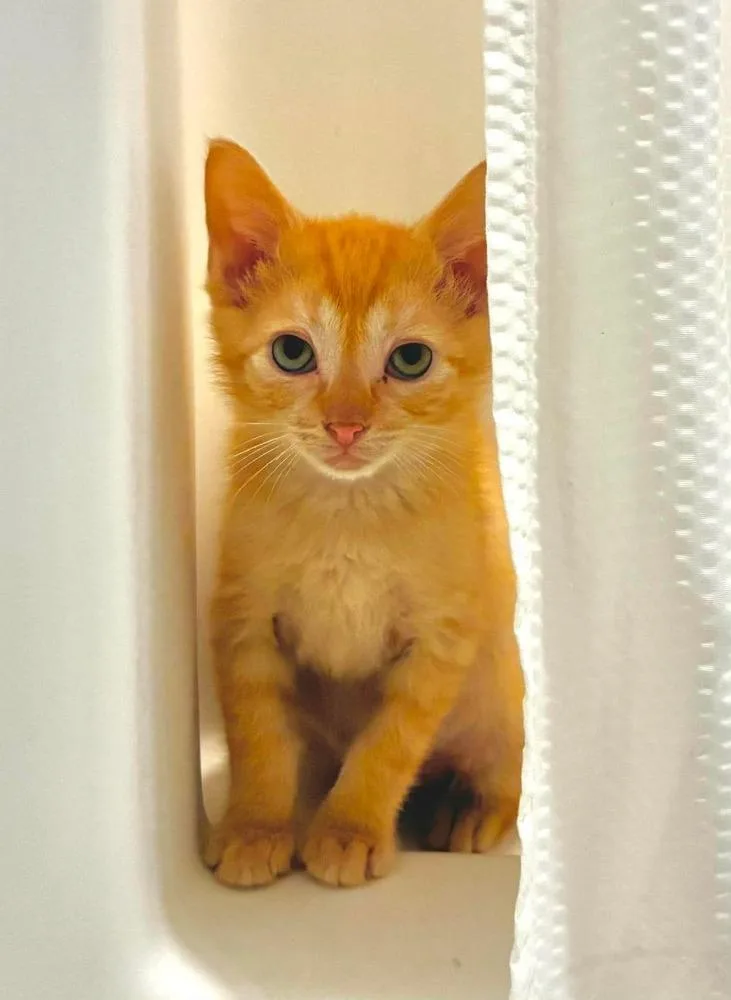 A baby medium-sized male Tabby (Orange / Red) Domestic Short Hair cat named Lord Asriel for adoption in Emerald Isle, NC
