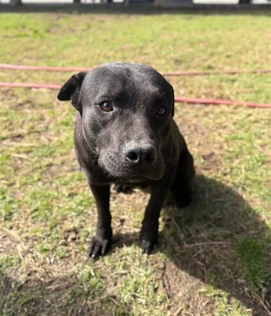 A young large-sized male Pit Bull Terrier dog named Baby for adoption in Riverside, CA