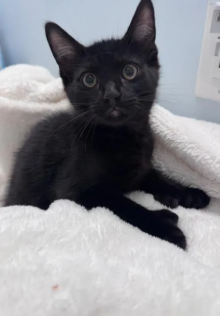 A baby medium-sized male Domestic Short Hair cat named Lyonel for adoption in Pawtucket, RI