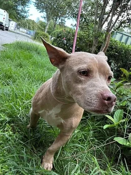 An adult medium-sized male Mixed Breed dog named Val for adoption in Savannah, GA