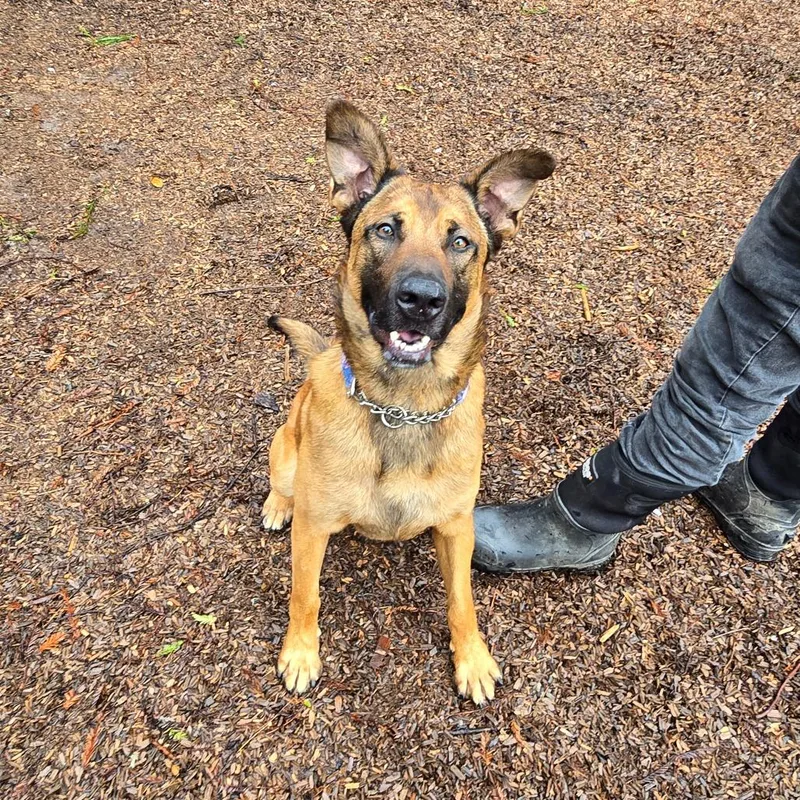 An adult large-sized male Golden German Shepherd Dog dog named Auto for adoption in Fort Bragg, CA