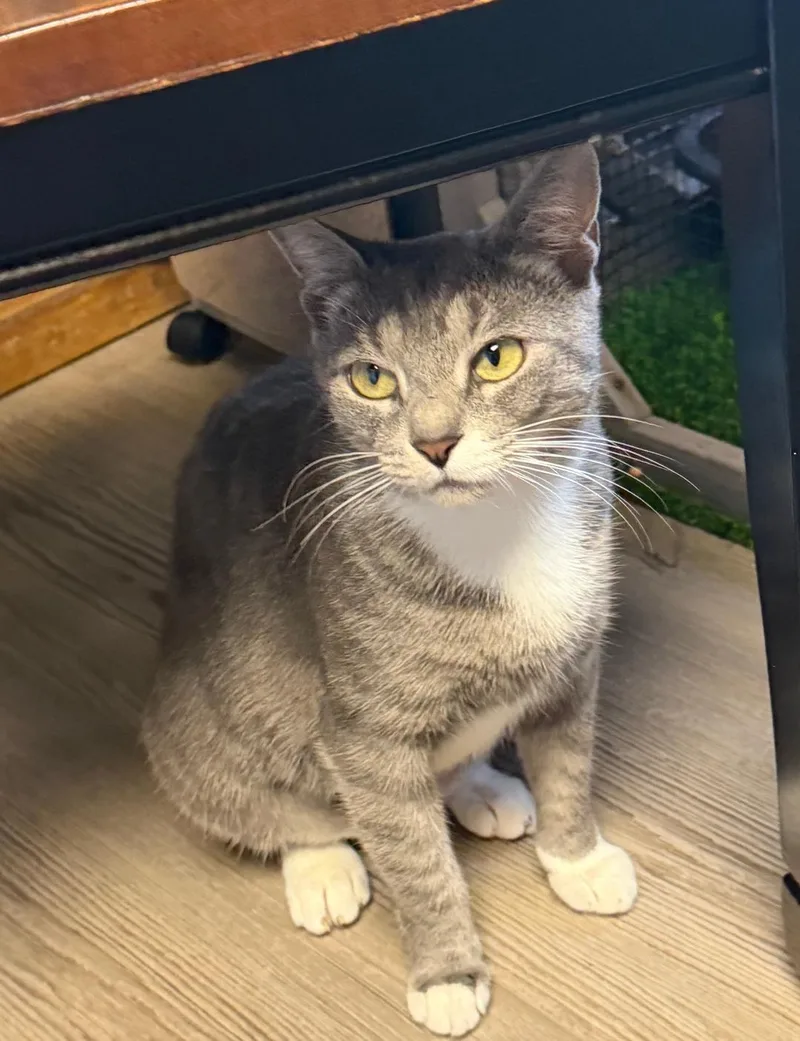 An adult medium-sized female Domestic Short Hair cat named Buttercup for adoption in Broomall, PA