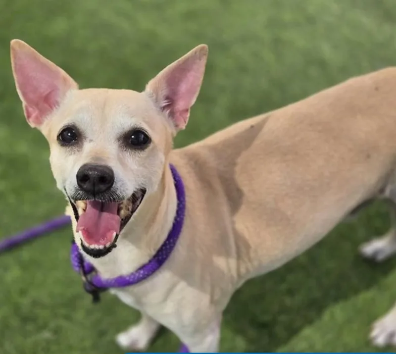 An adult small-sized male Chihuahua dog named Dudley for adoption in Phoenix, AZ