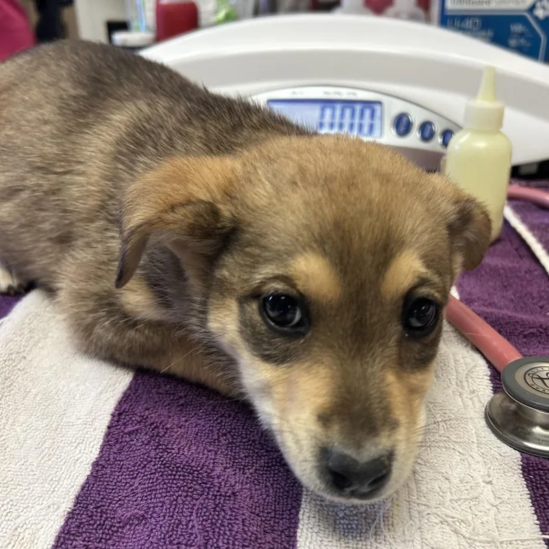 A baby small-sized female Yellow / Tan / Blond / Fawn Mixed Breed dog named Pansy for adoption in Flagstaff, AZ