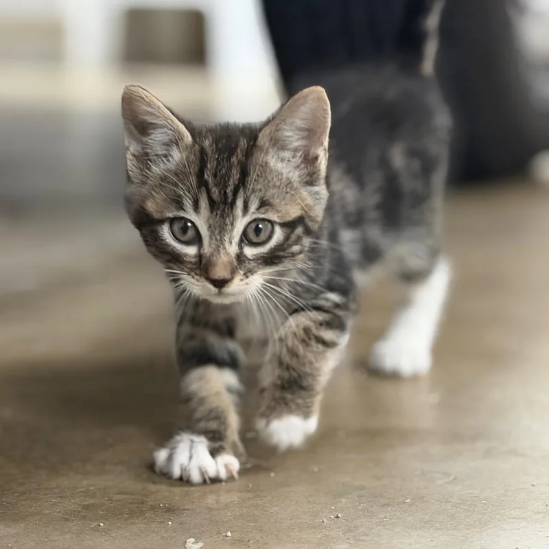 A baby small-sized male Gray / Blue / Silver Domestic Short Hair cat named Crackle for adoption in Long Beach, CA