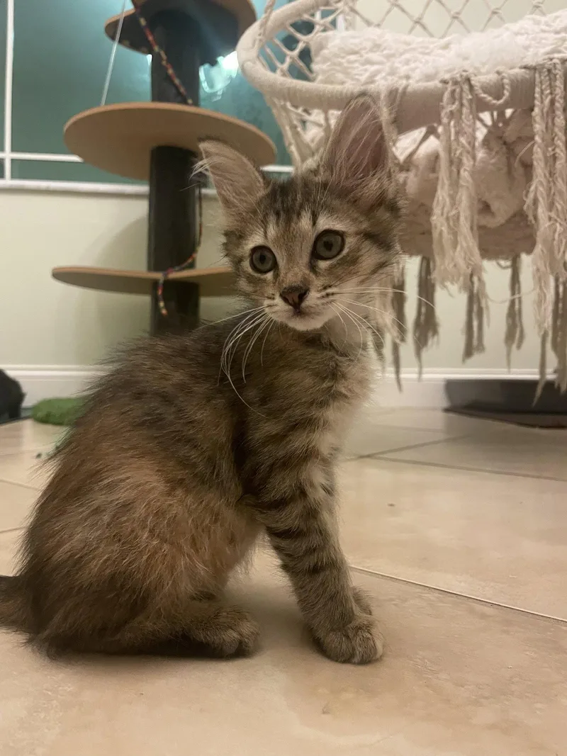 A baby medium-sized female Domestic Medium Hair cat named Foxy for adoption in Wesley Chapel, FL