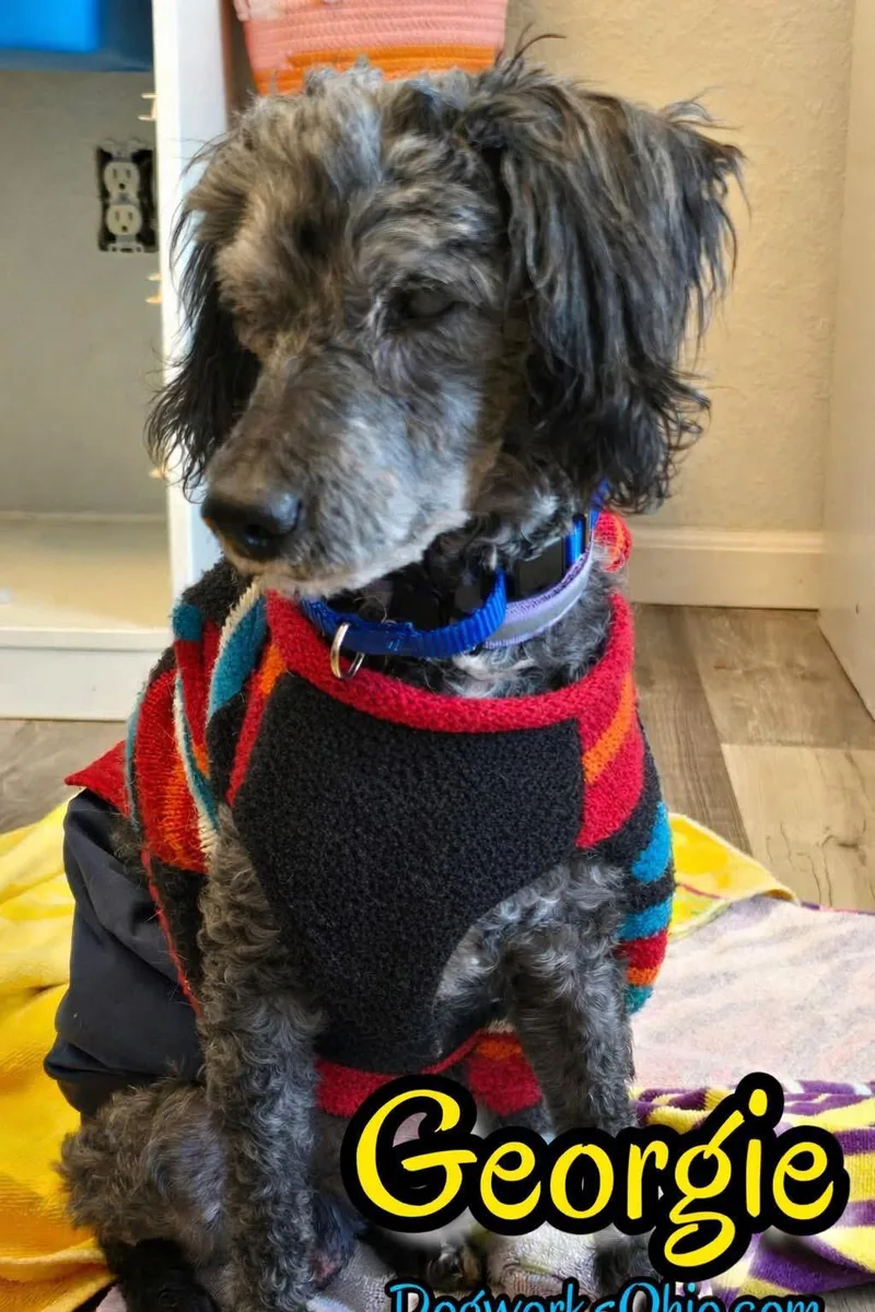 A senior small-sized male Miniature Poodle dog named Georgie for adoption in Toledo, OH