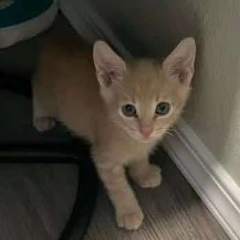A baby small-sized male Cream / Ivory Domestic Short Hair cat named Malcolm for adoption in Nampa, ID