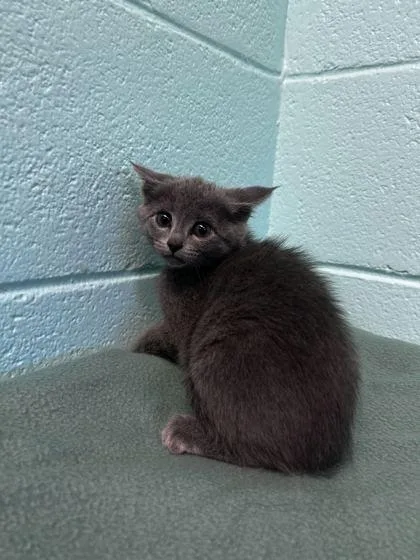 An adult small-sized female Domestic Short Hair cat named Bacon for adoption in Spruce Pine, NC