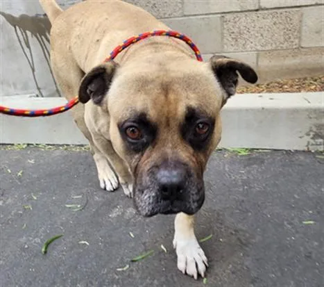 An adult medium-sized male Boxer dog named Bluey for adoption in Van Nuys, CA