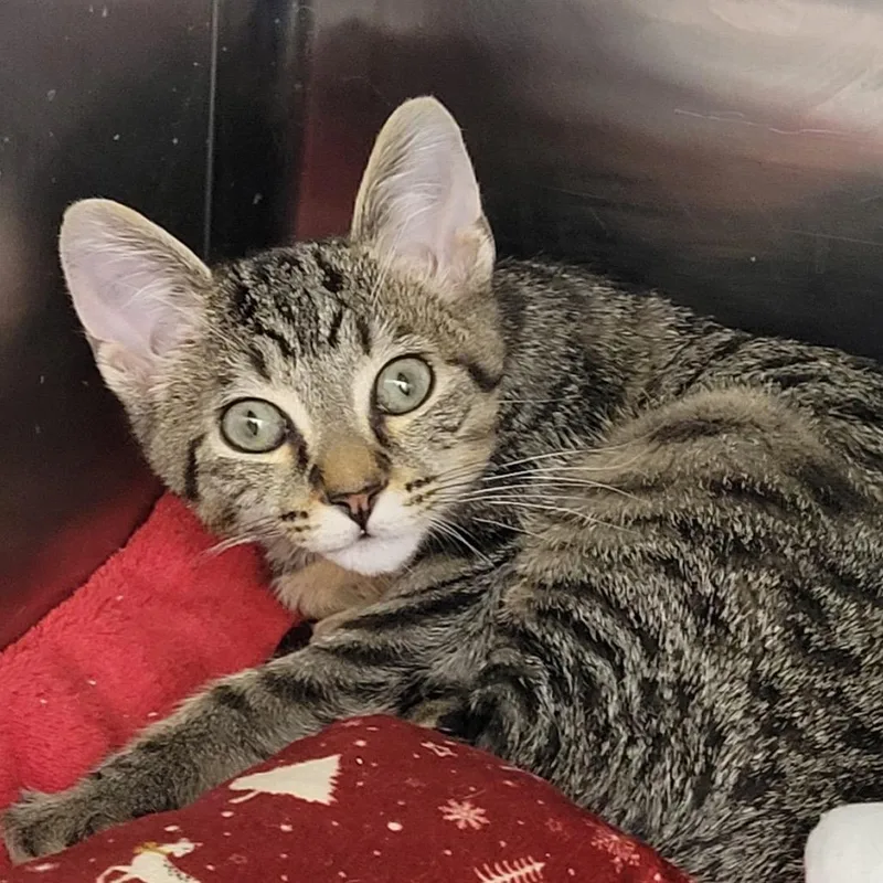 A baby small-sized male Domestic Short Hair cat named Ollie for adoption in Cumming, GA