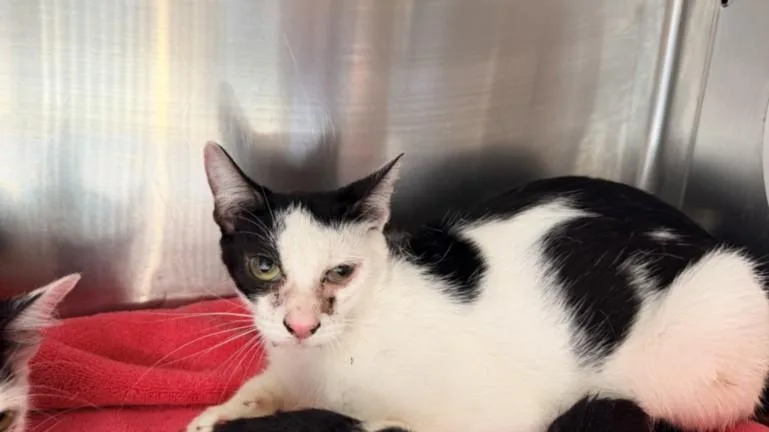 A young medium-sized female Domestic Medium Hair cat named A for adoption in San Pedro, CA