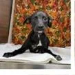 A baby medium-sized female Black Australian Cattle Dog / Blue Heeler dog named Lacy for adoption in Clearwater, FL