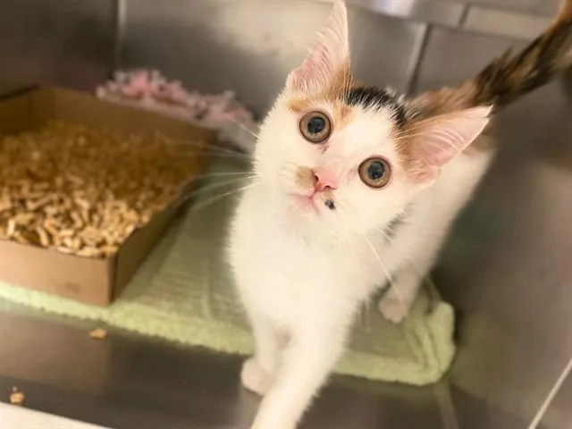 A baby small-sized female Domestic Short Hair cat named Squiggle for adoption in Fort Wayne, IN