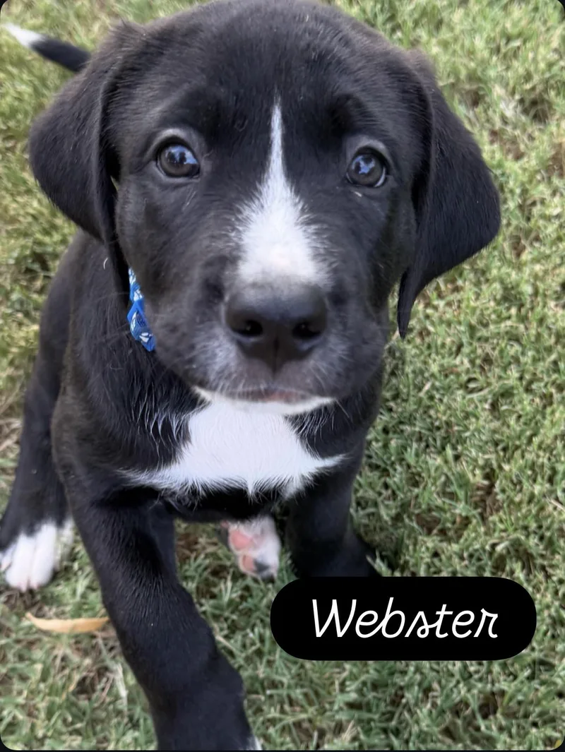 Webster thumbnail 5