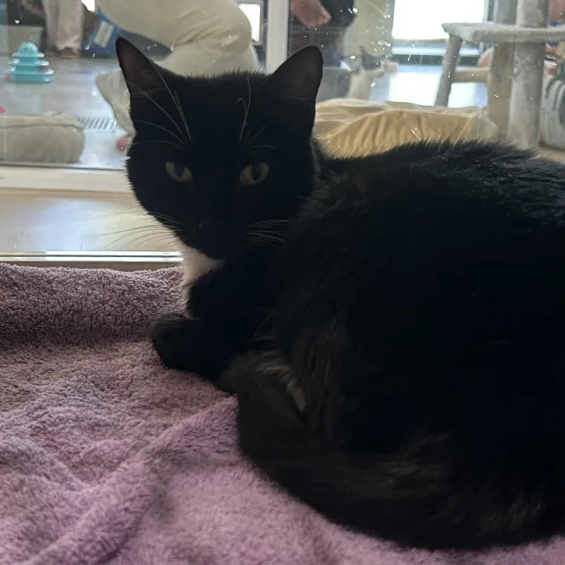An adult medium-sized female Black Domestic Short Hair cat named Primrose for adoption in Leander, TX