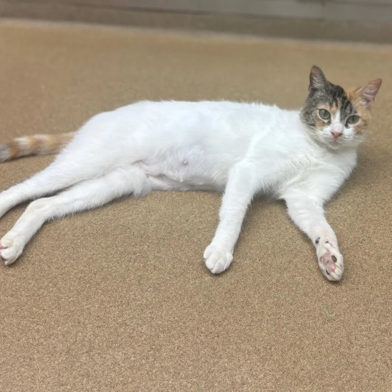 An adult medium-sized female White Domestic Short Hair cat named Daphne for adoption in Corpus Christi, TX