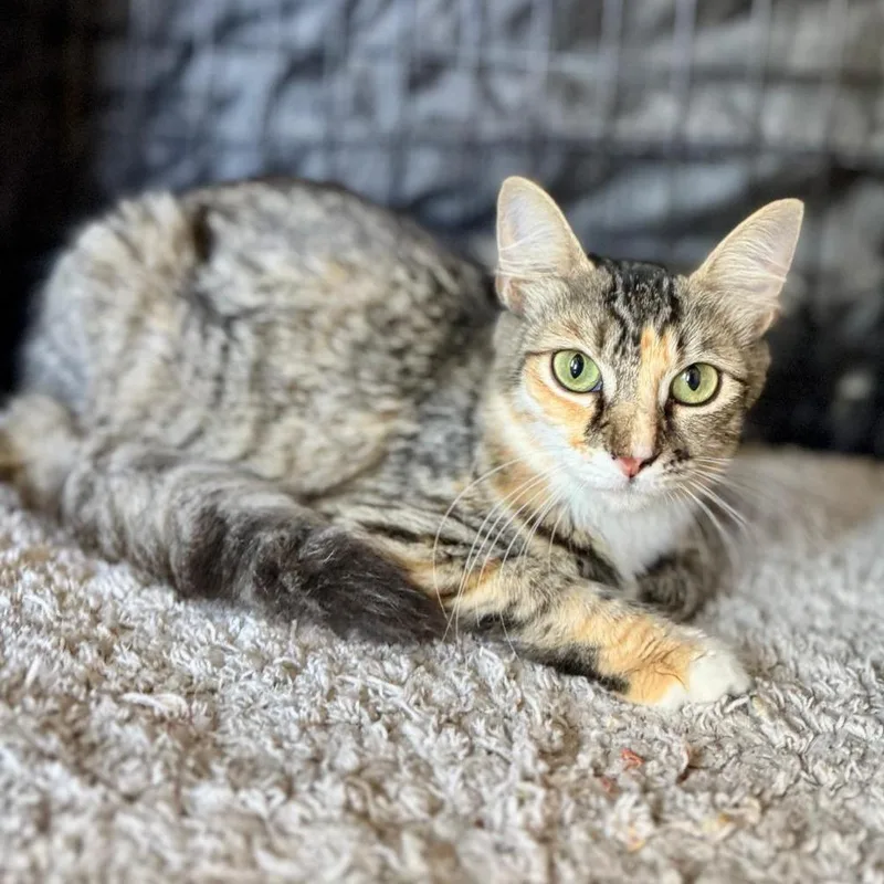 An adult small-sized female Calico Domestic Medium Hair cat named Cherry for adoption in Fredericksburg, TX
