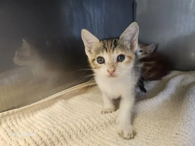 A baby small-sized female Domestic Short Hair cat named Sandals for adoption in Santa Cruz, CA