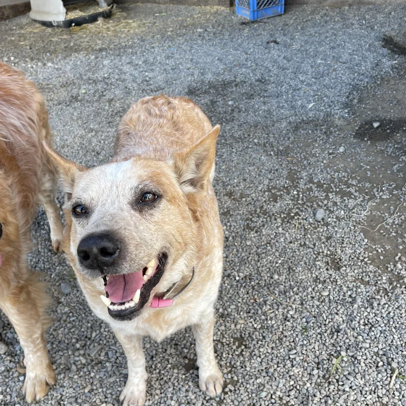 An adult medium-sized female Apricot / Beige Australian Cattle Dog / Blue Heeler dog named Ruby for adoption in Bonners Ferry, ID