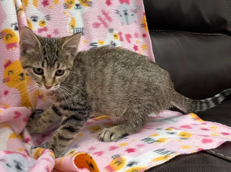 A baby medium-sized female Domestic Short Hair cat named Wiley for adoption in Newberg, OR