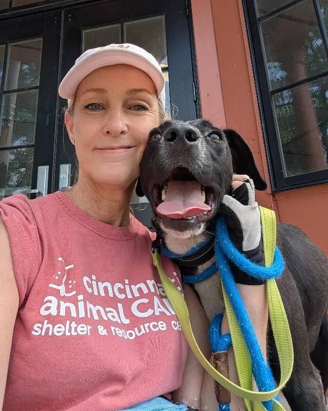 An adult large-sized male Black Mixed Breed dog named Dustin for adoption in Cincinnati, OH