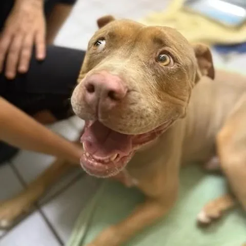 Triscuit thumbnail 2