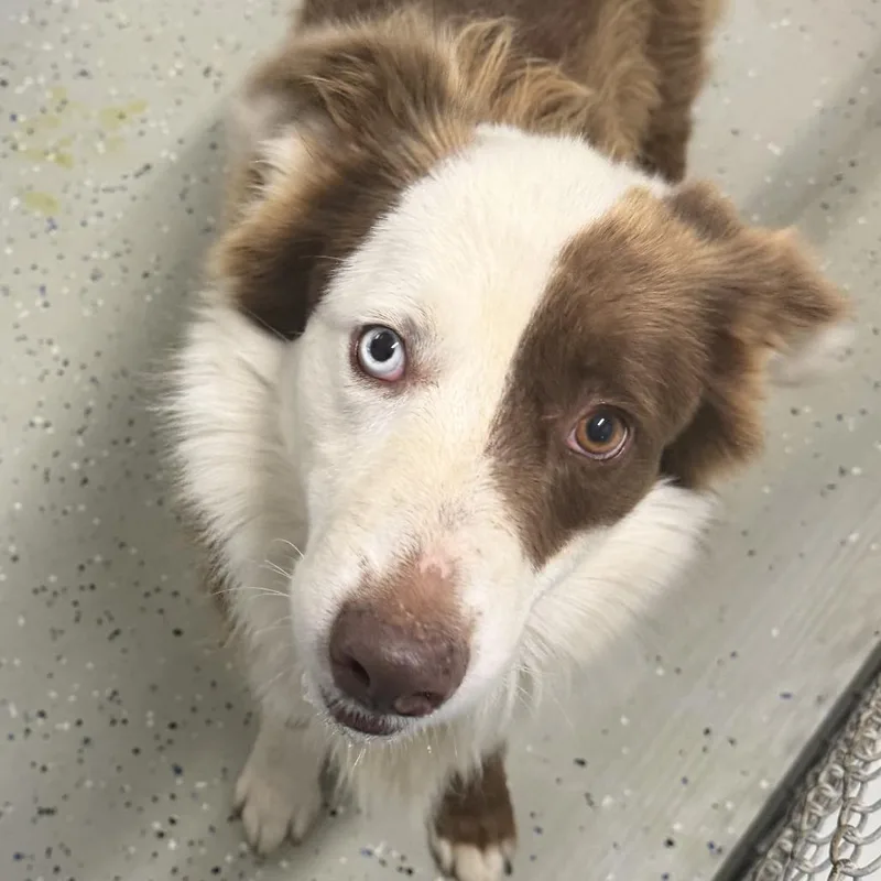A young small-sized male Brown / Chocolate Australian Shepherd dog named Cash for adoption in Marion, VA