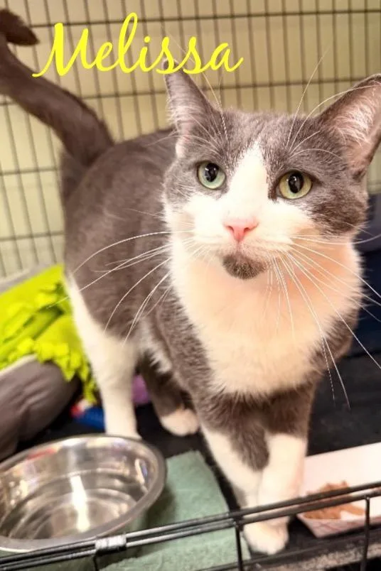 Melissa thumbnail 4