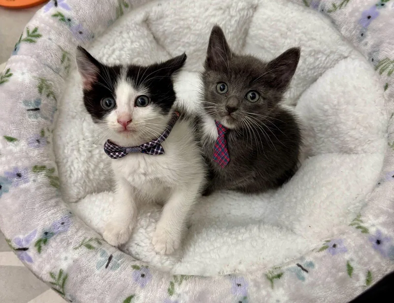 A baby medium-sized male Gray & White Domestic Short Hair cat named Pembry for adoption in San Jose, CA