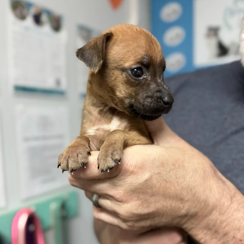 Grizzly Bear thumbnail 2