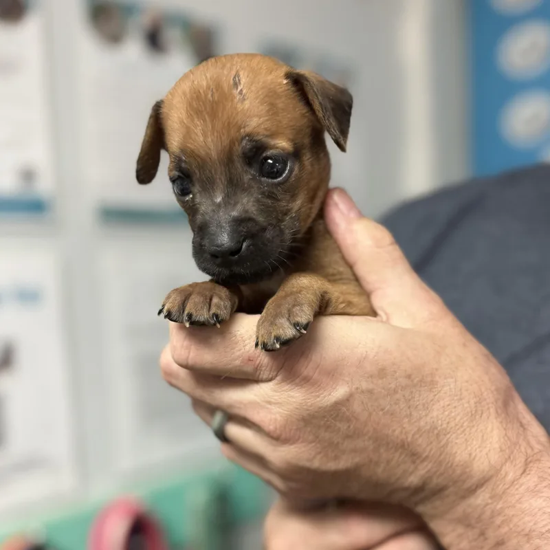 Grizzly Bear thumbnail 3