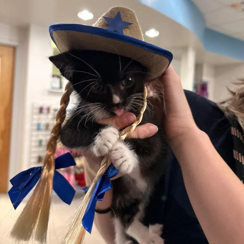 A baby small-sized male Black Domestic Short Hair cat named Applejack for adoption in Indianapolis, IN