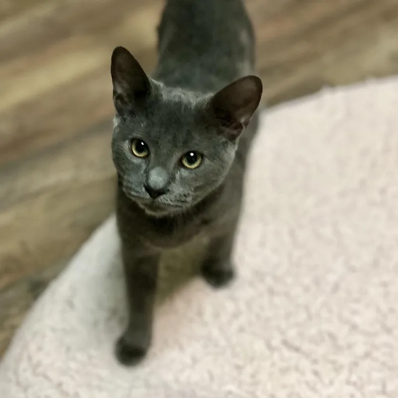 A baby small-sized male Gray / Blue / Silver Domestic Short Hair cat named Slater for adoption in Philadelphia, PA