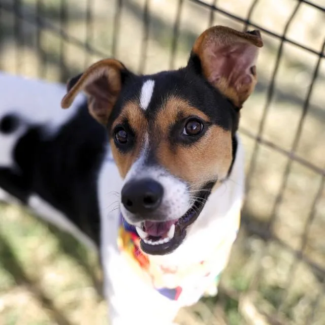 A young large-sized female Terrier dog named Daisy for adoption in San Antonio, TX